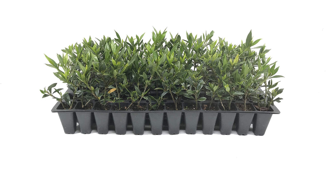 Frostproof Gardenia | Live Plants | Fragrant Blooming Shrub | Gardenia Jasminoides