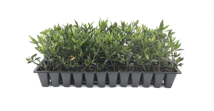 Frostproof Gardenia | Live Plants | Fragrant Blooming Shrub | Gardenia Jasminoides