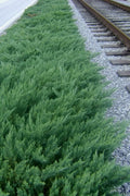 Parsoni Juniper | Extra Large 3 Gallon Plant | Healthy Drought|Resistant Evergreen Shrub | Ideal for Bonsai, Ground Cover, and Outdoor Landscaping – Easy|Growth Variety