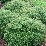 Dwarf Yaupon Schilling Holly | Extra Large 3 Gallon Plants | Ilex vomitoria 'Schillings' | Vibrant Evergreen Shrub | Perfect for Landscaping