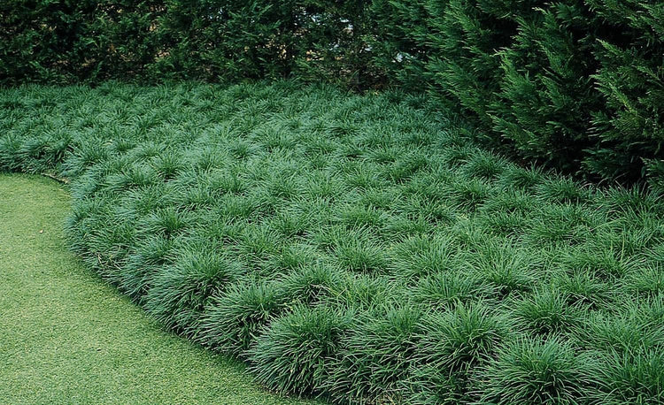 Mondo Grass | Live 4 Inch Pots | Ophiopogon Japonicus | Durable Ground Cover | Shade Tolerant Landscaping Plants