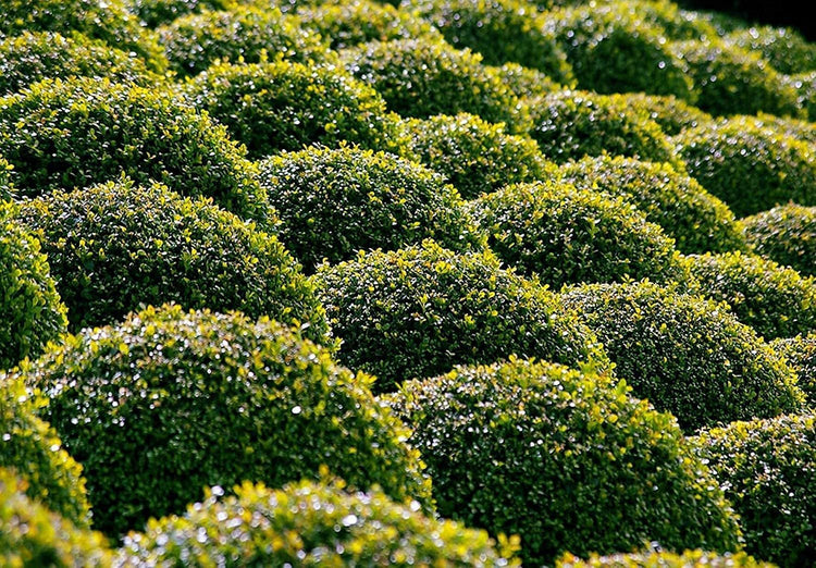 Winter Gem Boxwood | Live 4 Inch Pots | Buxus Microphylla Japonica | Fast Growing Cold Hardy Formal Evergreen Shrub