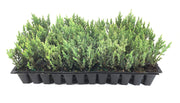 Spiny Greek Juniper | Live Trees | Juniperus Chinensis