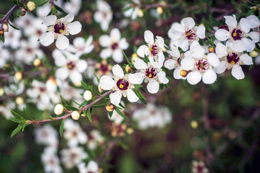 New Zealand Tea Plant | Extra Large Gallon Plants | Leptospermum scoparium | Evergreen Shrub | Low Maintenance