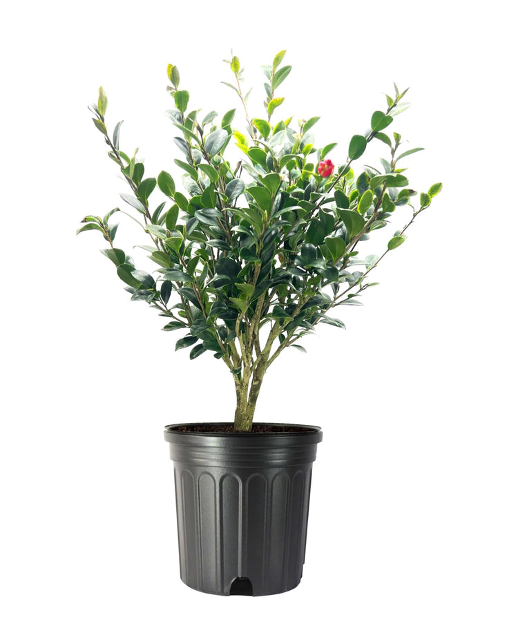Camellia Sasanqua Yuletide I Extra Large 3 Gallon Plants I Red Flowering Bright Red Winter Blooms, Live Plant for Indoor & Outdoor Gardens