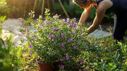 Mexican Heather Purple | Live Seedlings | Cuphea Hyssopifolia | Flowering Ground Cover | Heat|Tolerant Garden Plants