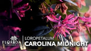 Loropetalum Carolina Midnight | Live Plants | Loropetalum Chinense | Purple Foliage Shrub | Ornamental Landscape Bush | Fast Growing Plants