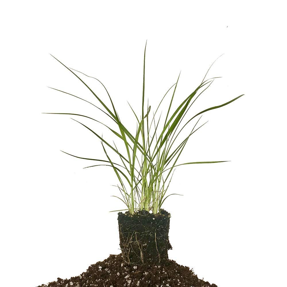 Pampas Grass | 40 Live Plants | Cortaderia Selloana | Beautiful Blooming Screening Ornamental Foliage