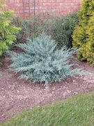 Juniper Angelica Blue | Live Plants | Juniperus Chinensis | Drought Tolerant Cold Hardy Evergreen
