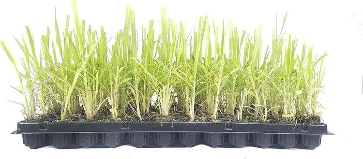 Cymbopogon Nardus Citronella Grass | Live Plants | Perfect for Outdoor Gardens and Patio Decor, Easy|to|Grow Aromatic Plant