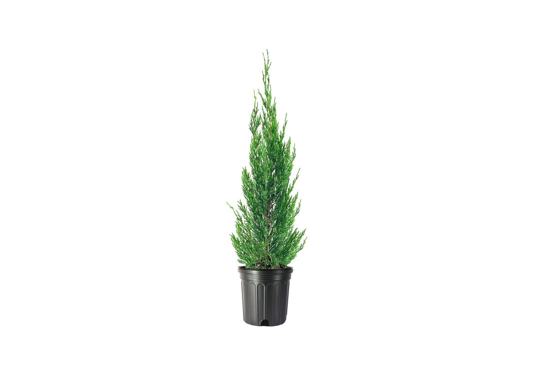 Spartan Juniper | Large Gallon Size Trees | Juniperus Chinensis | Live Evergreen Privacy Screening Plant