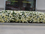 Frostproof Gardenia | Large Gallon Size Plants | Fragrant Blooming Shrub | Gardenia Jasminoides