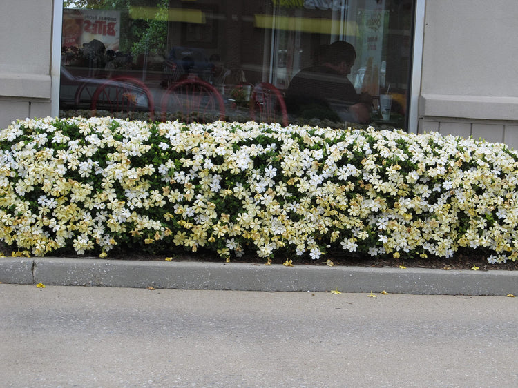 Frostproof Gardenia | Large Gallon Size Plants | Fragrant Blooming Shrub | Gardenia Jasminoides