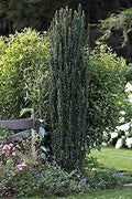 Sky Pencil Japanese Holly | Live Gallon Size Plants | Ilex Crenata | Low Maintenance Formal Evergreen Hedge