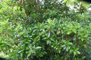 Viburnum Odoratissimum | Extra Large 3 Gallon Plant | Sweet Viburnum | Fast|Growing Privacy Hedge | Fragrant Flowers
