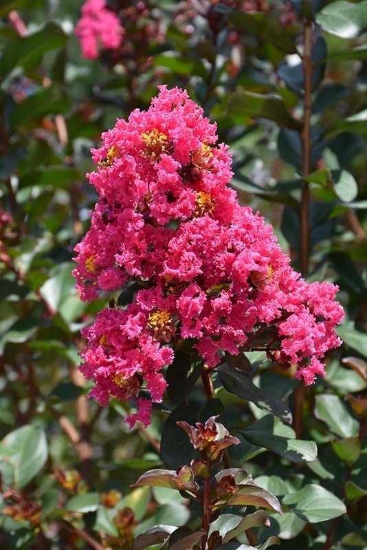 Crape Myrtle Pink Velour | Live Plants | Lush Magenta|Pink Blooms, Live Plant, Elegant Ornamental Shrub for Distinctive Garden Accents