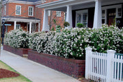 Viburnum Spring Bouquet | Live Plants | Viburnum tinus | Evergreen Flowering Shrub | Compact Ornamental Hedge for Landscaping