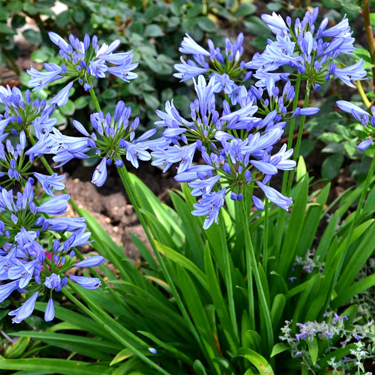 Agapanthus Africans Blue | Extra Large 3 Gallon Plant | Vibrant & Hardy Perennial, Lush, Ornamental Plant with Brilliant Blue Blooms, Ideal for Borders, Containers & Landscape Accents