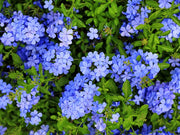 Plumbago Imperial Blue | Extra Large 3 Gallon Plants | Plumbago auriculata | Flowering Shrub | Drought Tolerant