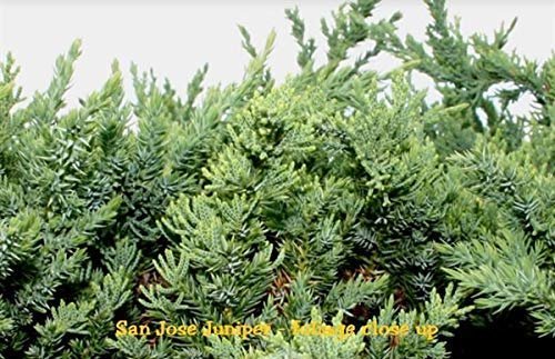 San Jose Juniper | 10 Live Plants | Juniperus Chinensis | Drought Tolerant Cold Hardy Evergreen Ground Cover