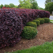 Loropetalum Ruby I Live Quart Size Plant I Chinese Fringe Flower I Vivid Red Leaves with Pink Blooms, Ideal for Hedges, Borders, and Decorative Plantings