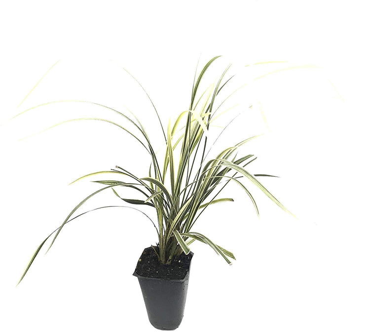 Aztec Grass | Live Plants | Variegated Liriope | Ophiopogon Intermedius Argenteomarginatus