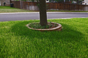 St. Augustine 'Floratam' Inch Sod Plugs | Extra Large Live Plugs | Drought, Salt and Shade Tolerant Turf Grass