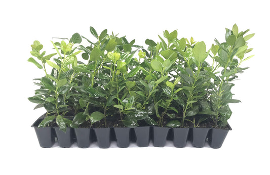 Nellie R. Stevens Holly | 40 Live Trees | Evergreen Privacy Screening Hedge Plants | Ilex