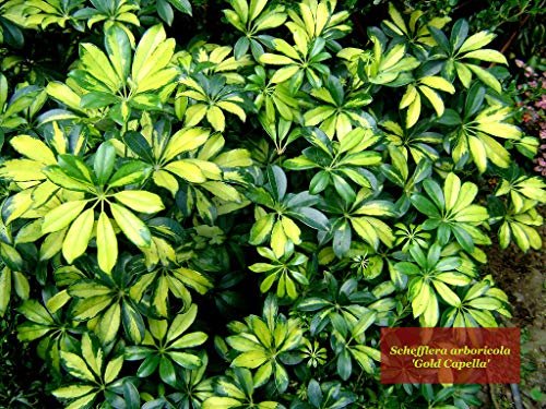 Umbrella Tree | 'Gold Capella' Live Braided Schefflera Arboricola | Florist Quality | Beautiful Indoor Tree | 3 Feet Tall