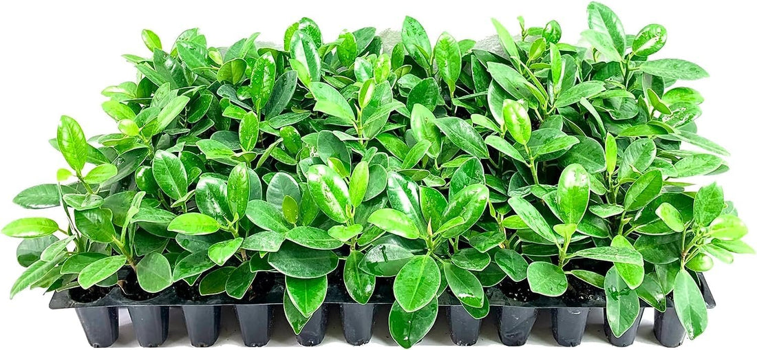 Green Island Ficus | Live Plants | Ficus Microcarpa | Lush Indoor/Outdoor Ornamental Plant | Easy Care & Fast Growing | Perfect for Home, Garden, & Office Decor