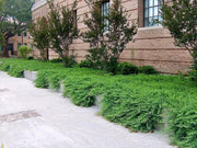 Juniper Blue Pacific | Live 4 Inch Pot | Juniperus conferta 'Blue Pacific' | Evergreen Ground Cover Plants | Drought|Tolerant Landscaping Shrub