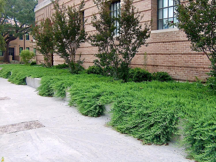 Juniper Blue Pacific | Live 4 Inch Pot | Juniperus conferta 'Blue Pacific' | Evergreen Ground Cover Plants | Drought|Tolerant Landscaping Shrub