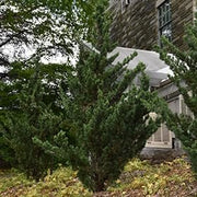 Robusta Green Juniper | Extra Large 3 Gallon Plants | Hardy Evergreen Shrub for Landscapes & Gardens, Ideal for Ground Cover, Topiary, Bonsai, Low Maintenance, Drought Tolerant