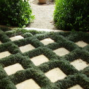 Dwarf Mondo Grass | 40 Live Plants | Shade Loving Evergreen Ground Cover Ophiopogon Japonicus Nanus