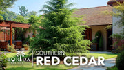 Southern Red Cedar Tree | Live Plants | Juniperus virginiana Silicicola | Fast Growing Evergreen Hardy Trees