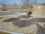 Juniper Blue Chip | Live Plants | Juniperus Horizontalis | Drought Tolerant Cold Hardy Evergreen Ground Cover