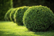 Japanese Boxwood | Live Plants | 2" Pot Size | Buxus Microphylla | Fast Growing Cold Hardy Formal Evergreen Shrub