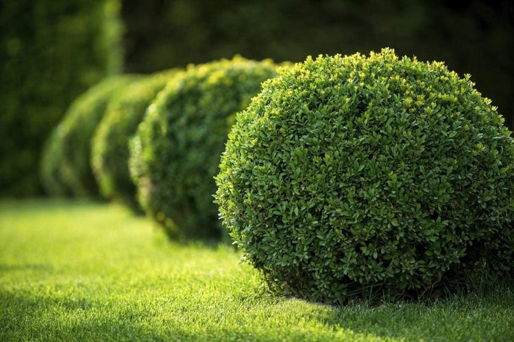 Japanese Boxwood | Live Plants | 2" Pot Size | Buxus Microphylla | Fast Growing Cold Hardy Formal Evergreen Shrub
