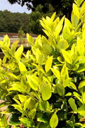Ligustrum Japonicum Howardi I Large Gallon Size Plants I Variegated Privet Howard I Quality, Evergreen Japanese Privet Shrub for Ornamental Landscaping, Fast|Growing, Low|Maintenance