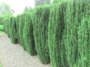Sky Pencil Japanese Holly | Live Gallon Size Plants | Ilex Crenata | Low Maintenance Formal Evergreen Hedge