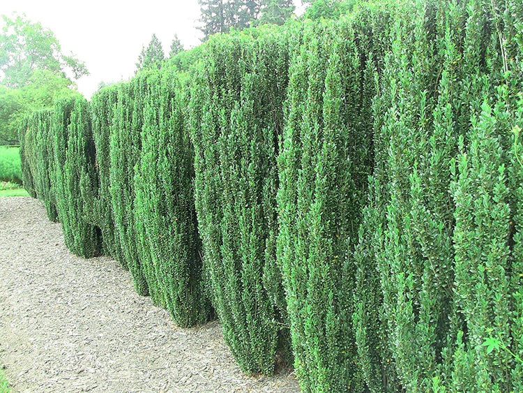Sky Pencil Japanese Holly | Live Gallon Size Plants | Ilex Crenata | Low Maintenance Formal Evergreen Hedge