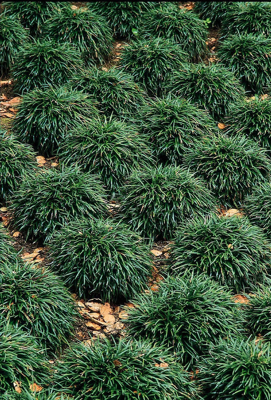 Dwarf Mondo Grass | 10 Live Plants | Shade Loving Evergreen Ground Cover Ophiopogon Japonicus Nanus