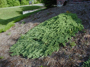 Juniper Procumbens Nana | Live Plants | Drought Tolerant Evergreen Groundcover | Great for Bonsai
