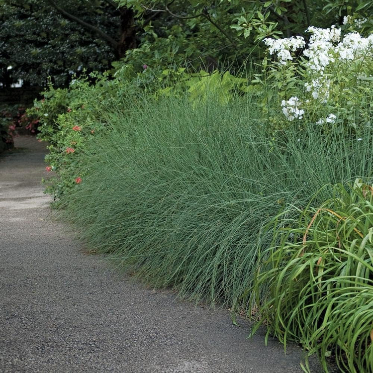 Blue Arrows Rush Grass | Live Gallon Size Plant | Juncus Inflexus | Drought Tolerant Low Maintenance Ornamental