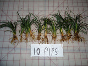 DWARF MONDO GRASS 50 PIPS