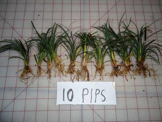 DWARF MONDO GRASS 50 PIPS