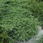 Seaspray Juniper | Extra Large 3 Gallon Plant | Elegant & Hardy Evergreen Shrub, Ideal for Ground Cover, Landscaping, Topiaries & Bonsai, Vibrant, Low|Maintenance & Drought|Resistant