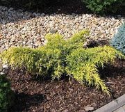 Gold Lace Juniper | Live Plants | Juniperus Chinensis | Evergreen Groundcover