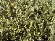 Ligustrum Japonicum Jack Frost Privet | Live Plants | Variegated Evergreen Hedge