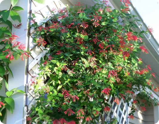 Coral Honeysuckle | Live Plants | Lonicera sempervirens | Flowering Vining Plants for Arbors | Native Climbing Plant for Fences and Trellises